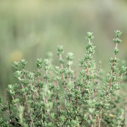 Thyme Common