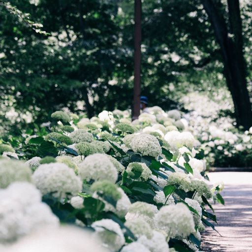 Hydrangea Arb. Annabelle - Shrubs - Windyridge Garden Centre