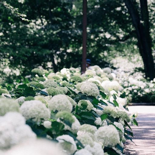 Hydrangea arb. Strong Annabelle