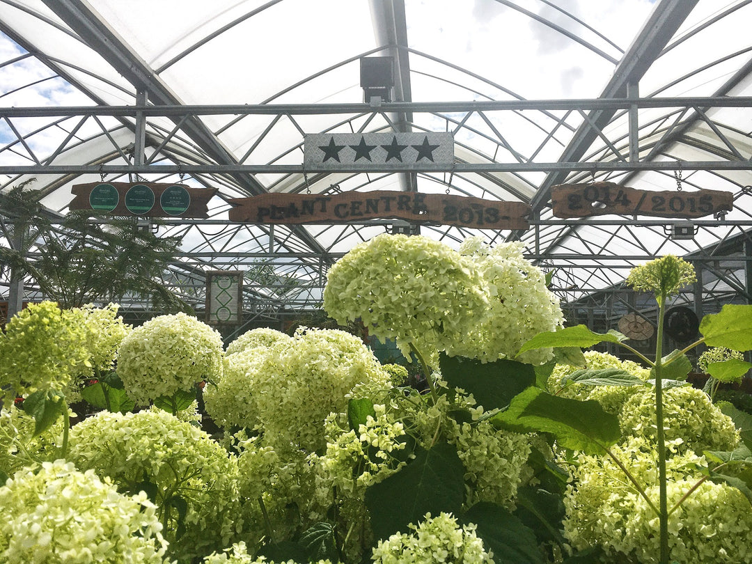 Hydrangea a. Annabelle
