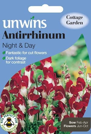 Antirrhinum Night And Day