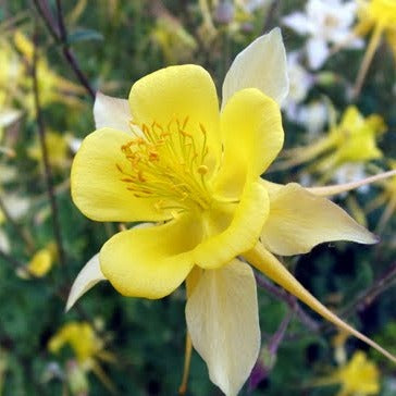 AQUILEGIA Spring Magic Yellow