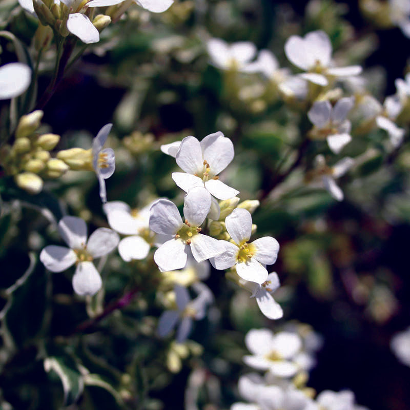 Arabis cauc. Arctic Joy