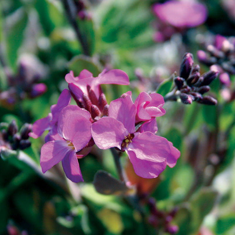 Arabis bleph. Frühlingszauber
