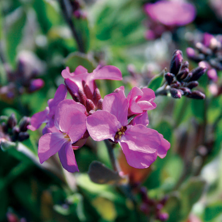 Arabis bleph. Frühlingszauber