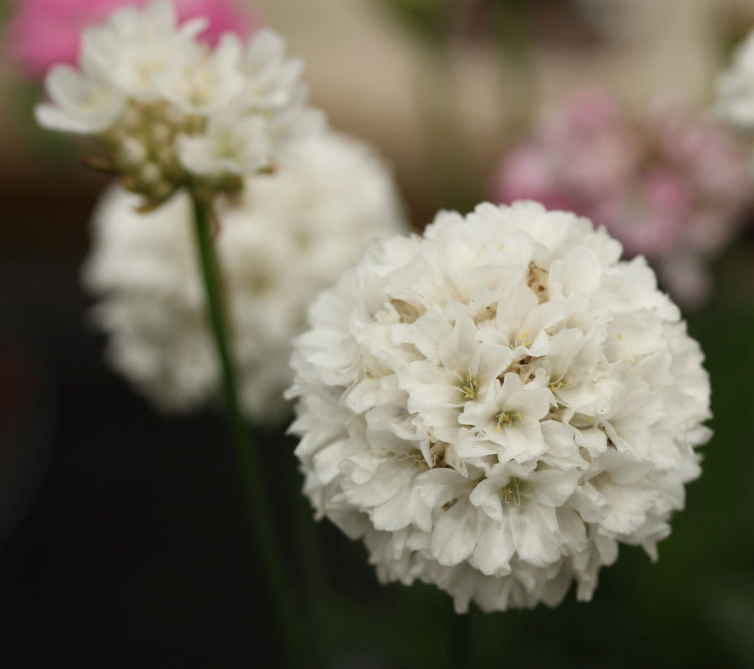 Armeria Maritima Alba -  - Windyridge Garden Centre