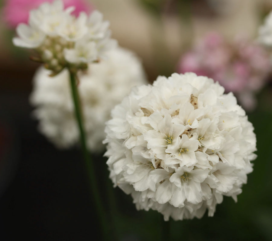 Armeria Maritima Alba -  - Windyridge Garden Centre