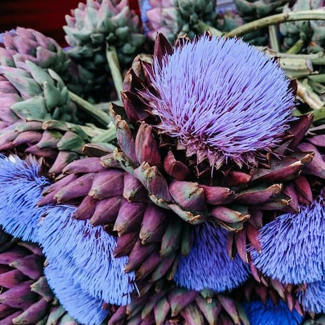 Cynara scolymus