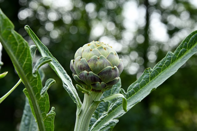 Cynara scolymus