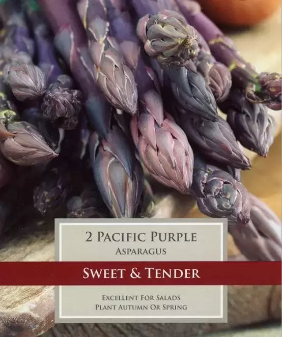 ASPARAGUS PACIFIC PURPLE X 2