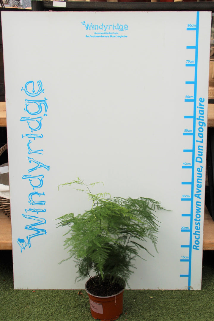 Asparagus-Fern-Asparagus-Setaceus-Potted-2