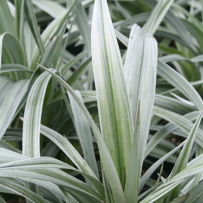 Astelia Nervosa Silver Shadow - Herbaceous - Windyridge Garden Centre