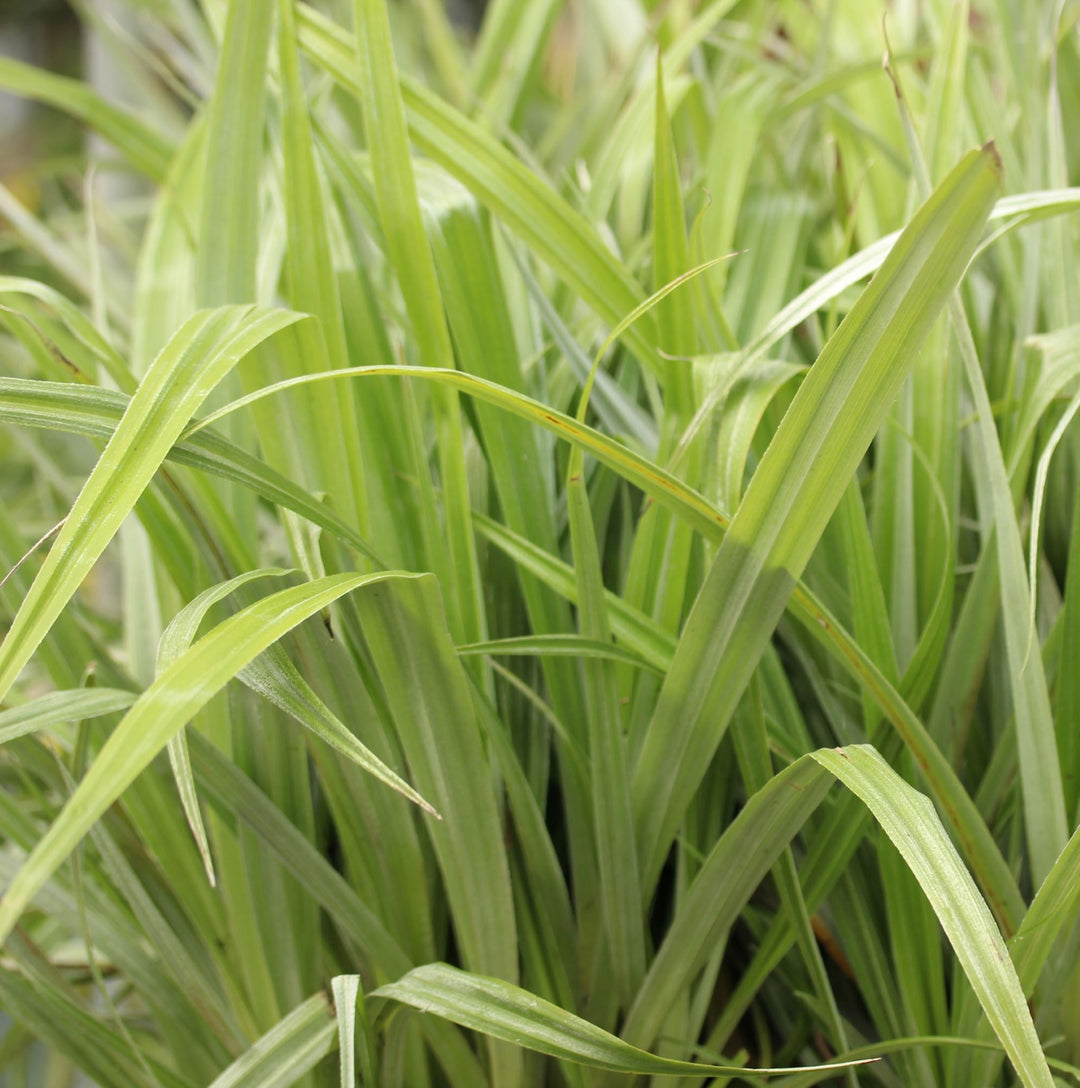 Astelia Silver Spear - Herbaceous - Windyridge Garden Centre