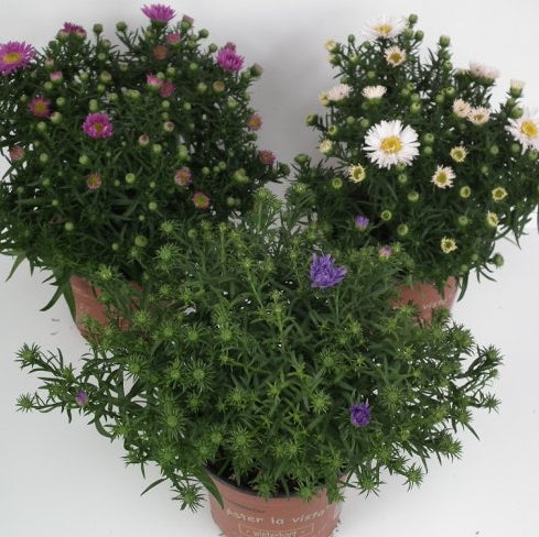 Aster d. Aster La Vista mix  P12