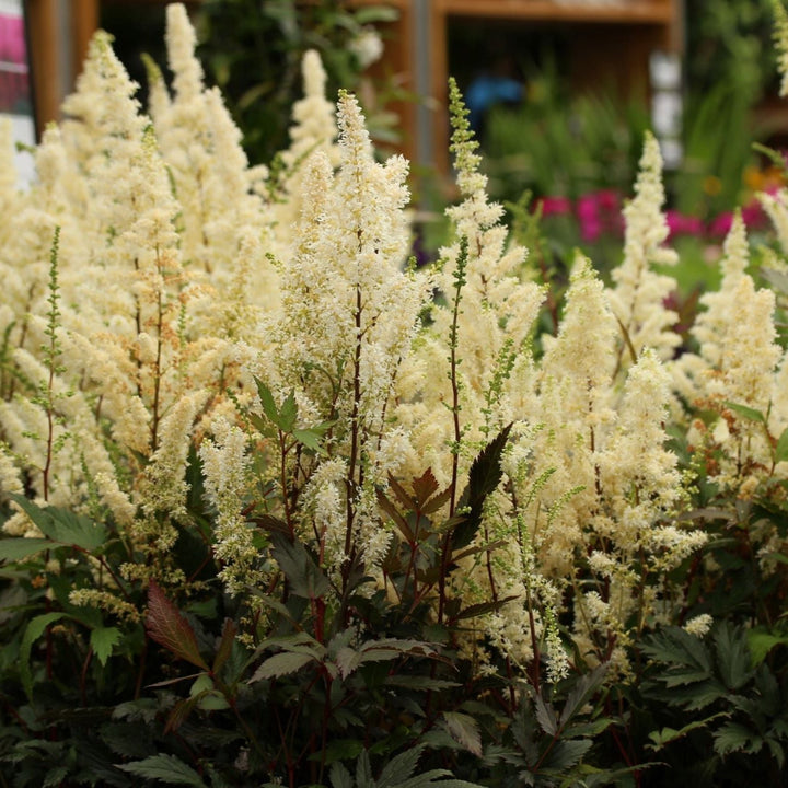 ASTILBE Happy Spirit