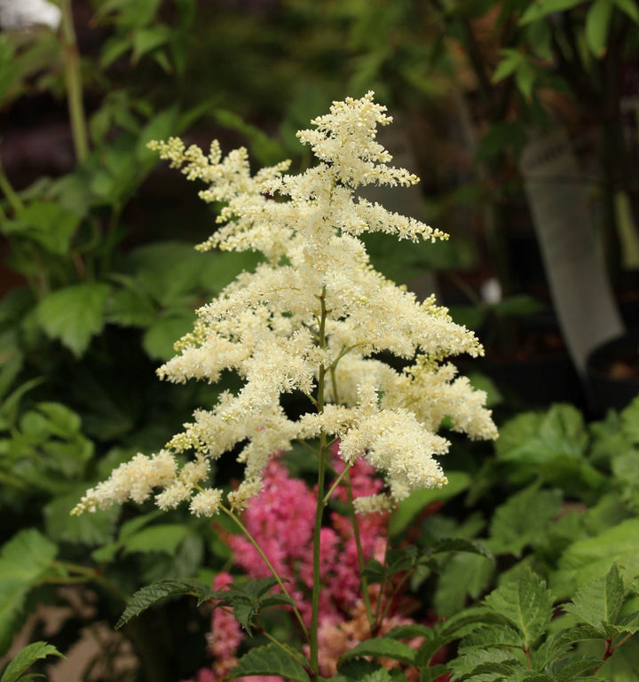 Astilbe ar. Irrlicht