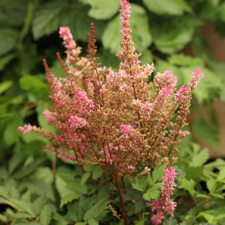 ASTILBE Younique Pink 3L