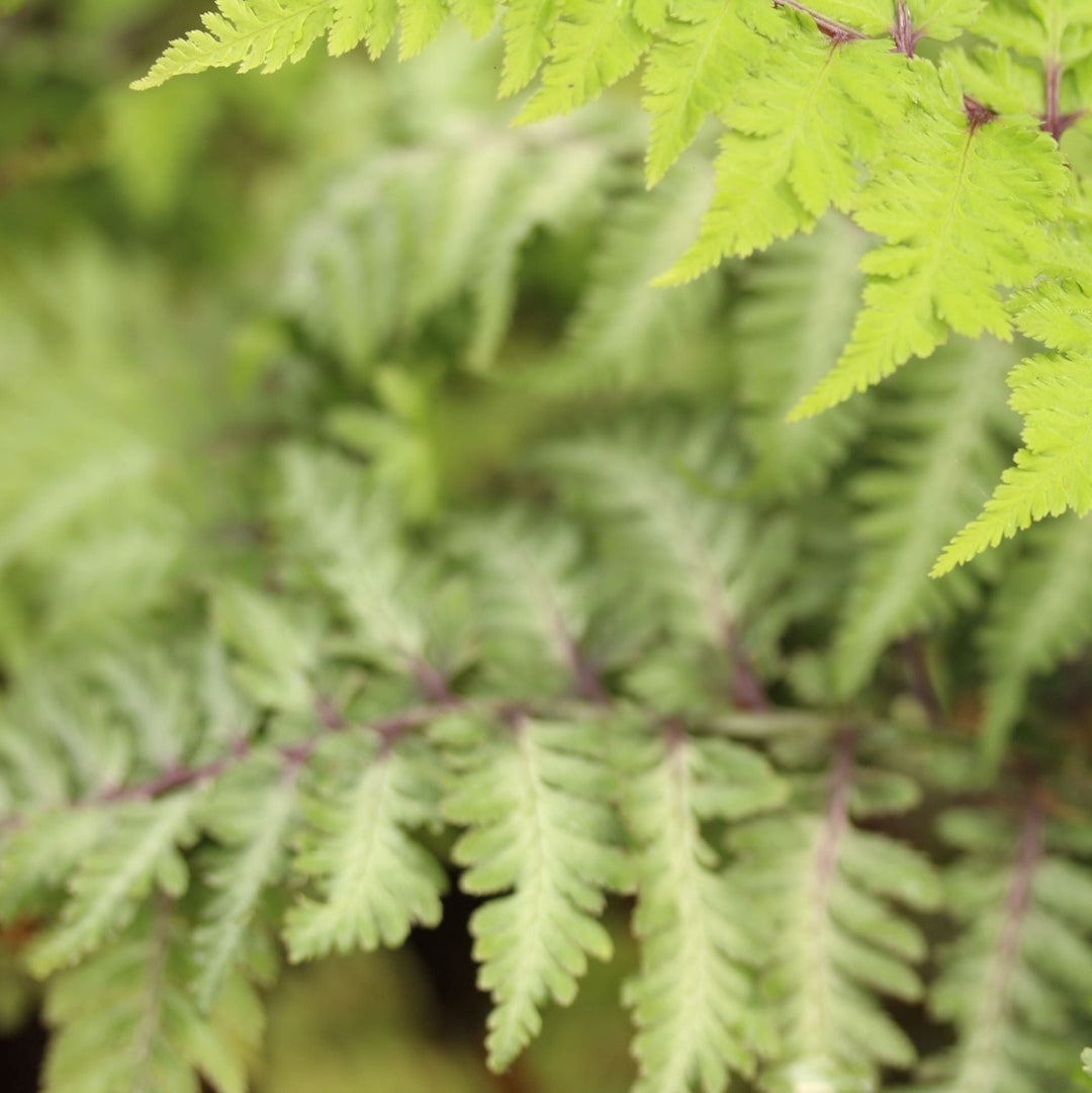 Athyrium nip. var.  pictum