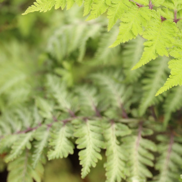 Athyrium nip. var.  pictum
