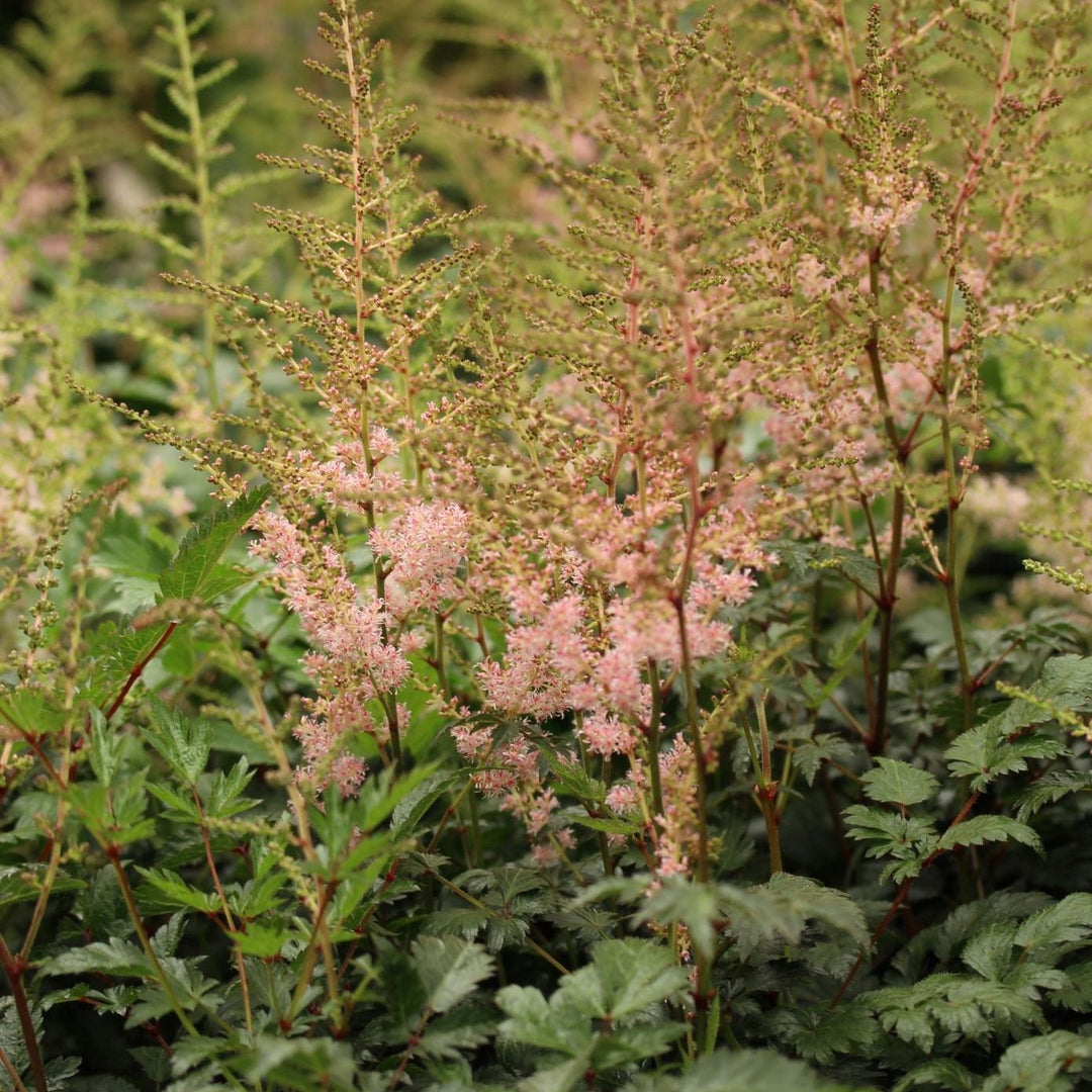 ASTILBE Hennie Graafland