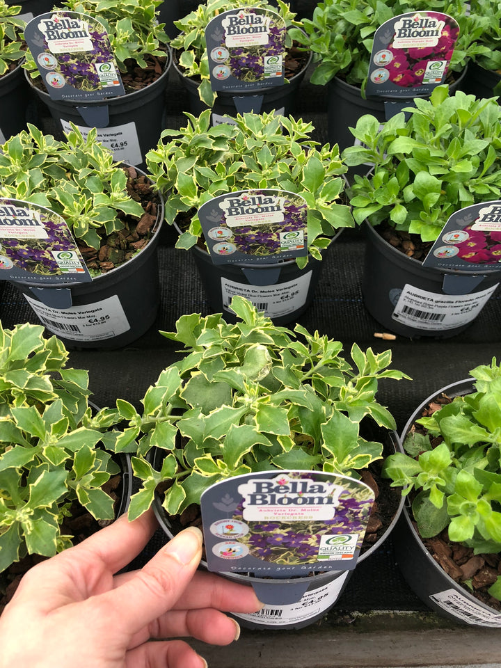 AUBRETIA Dr. Mules Variegata