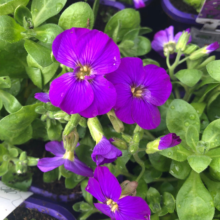 Aubrieta   Kitte Blue