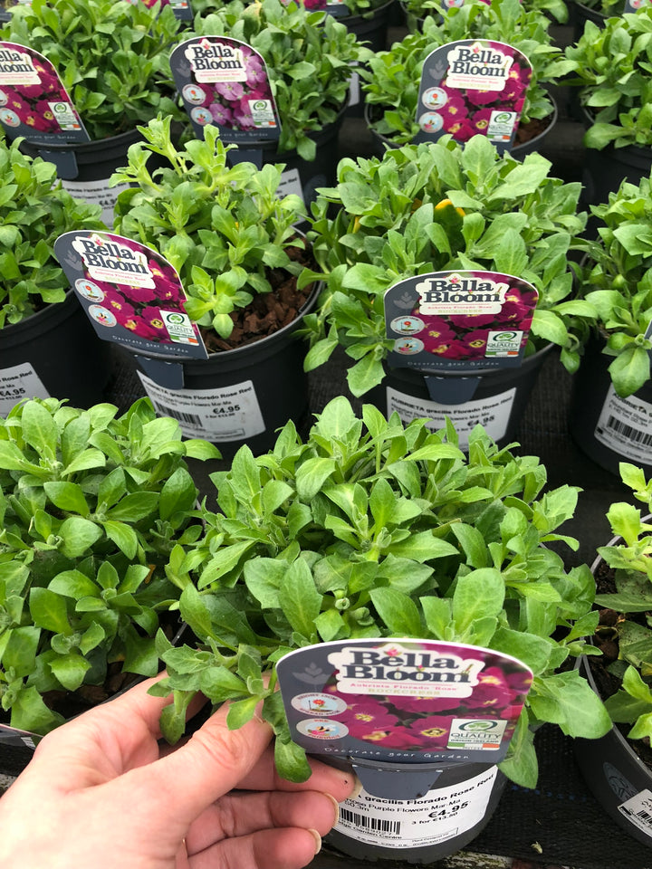 Aubrieta Gracilis Florado Rose Red - Herbaceous - Windyridge Garden Centre