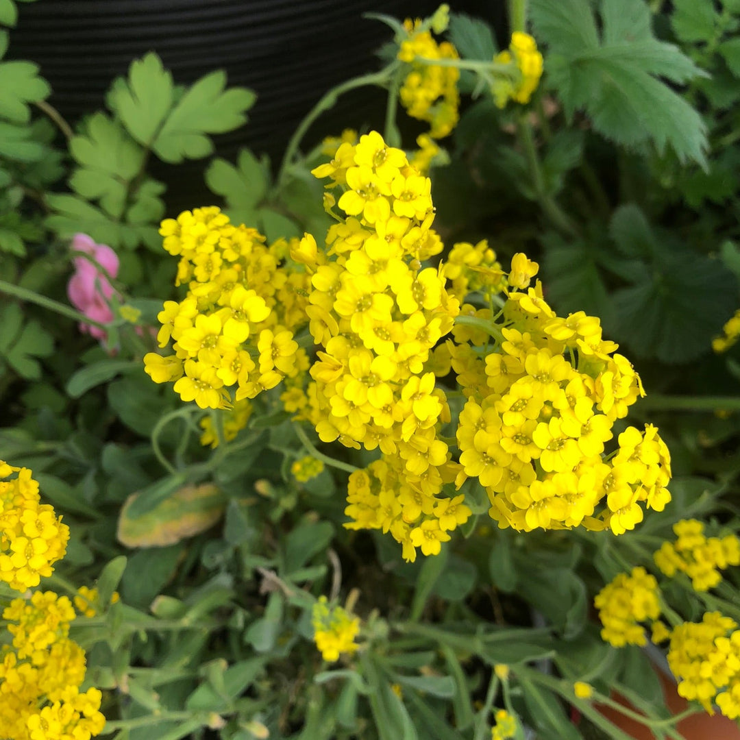 Aurinia Saxistalis Summit - Herbaceous - Windyridge Garden Centre