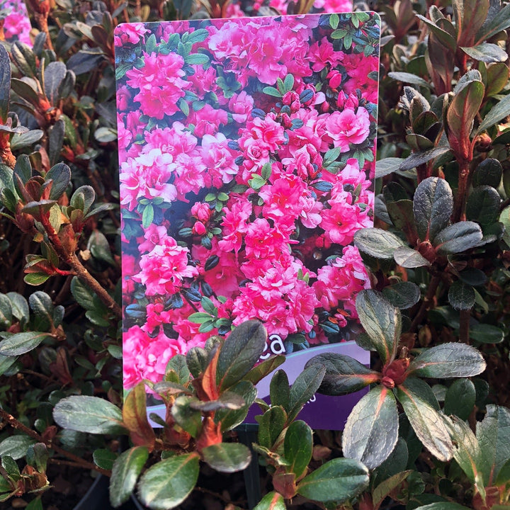 Azalea Rokoko  30-35cm