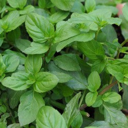 Mint Basil 9cm