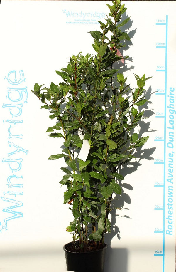 LAURUS NOBILIS CLT 4 / 5 H 100 - 125 CM