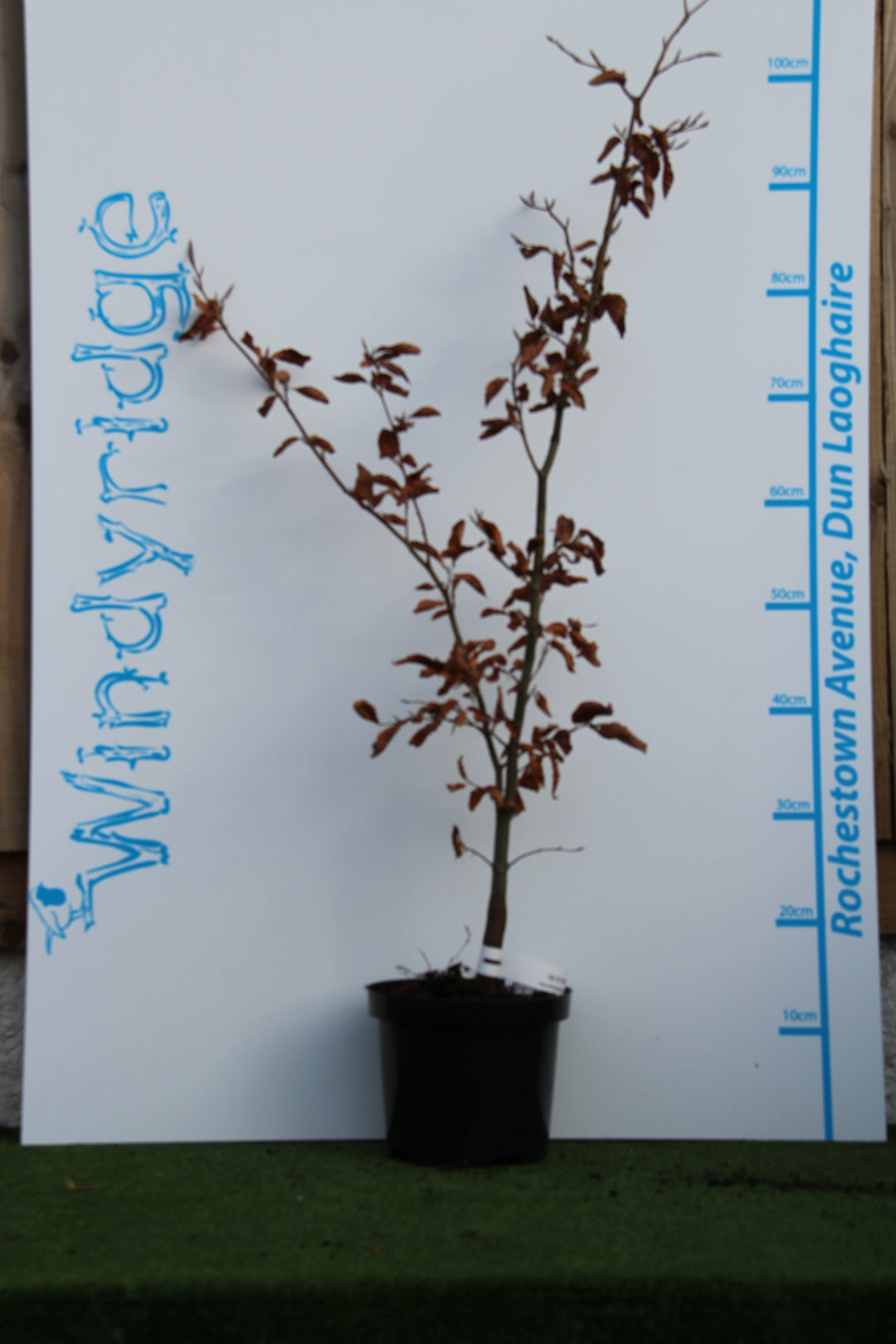 Fagus sylvatica Atropurea
