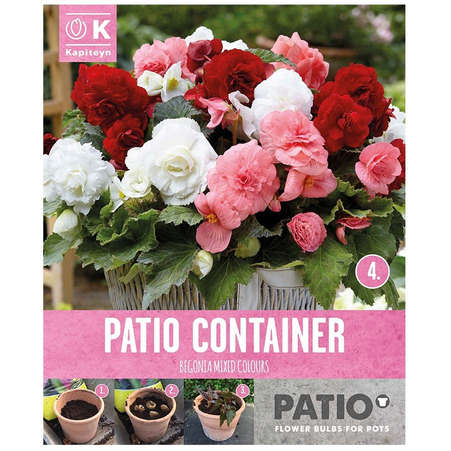 PATIO CONTAINER BEGONIA SORBET SHADES 5