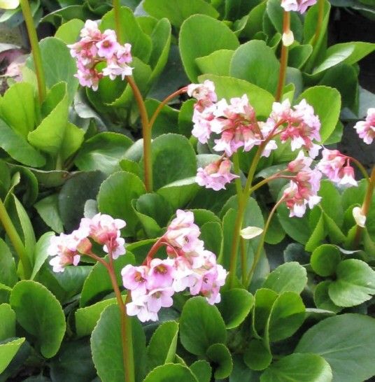 Bergenia Baby Doll
