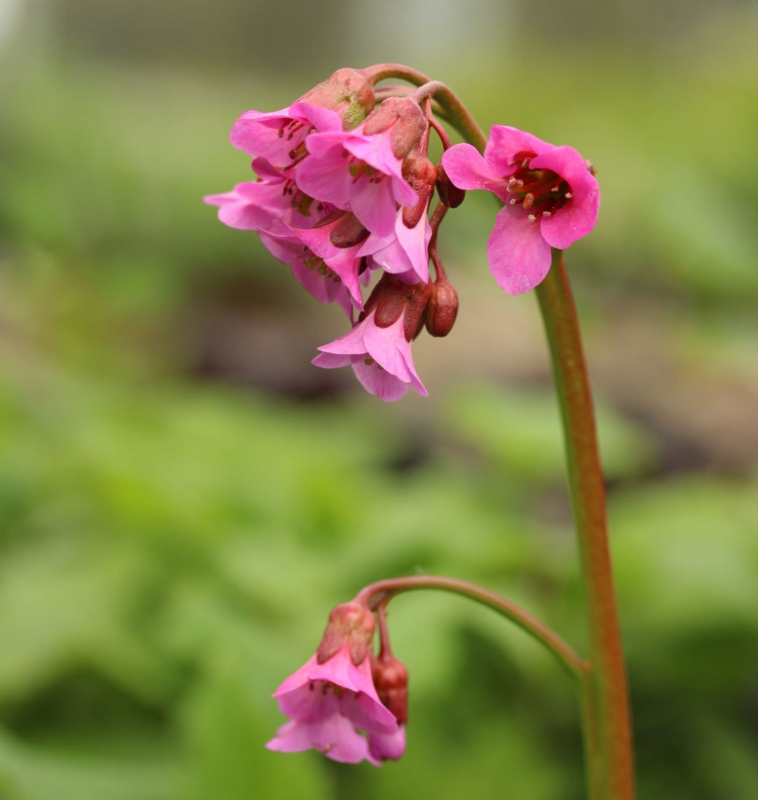 BERGENIA cord. Rotblum