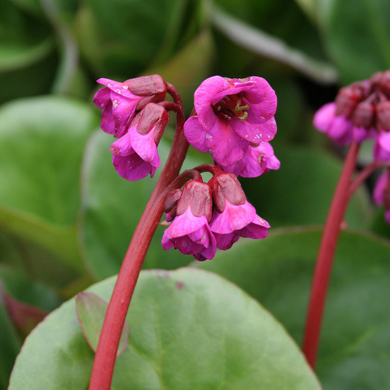 Bergenia-Eroica-Flower