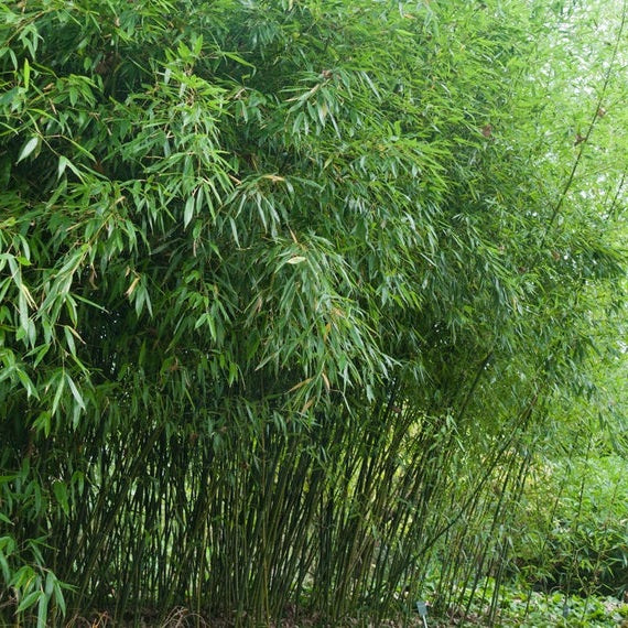 Phyllostachys Bissetii Clt 12 H 125 - 150 Cm - Hedging - Windyridge Garden Centre