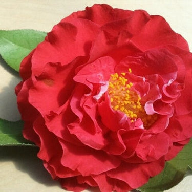 Camellia Jap. Blood Of China - Shrubs - Windyridge Garden Centre