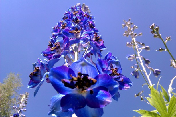 Delphinium Guardian Blue