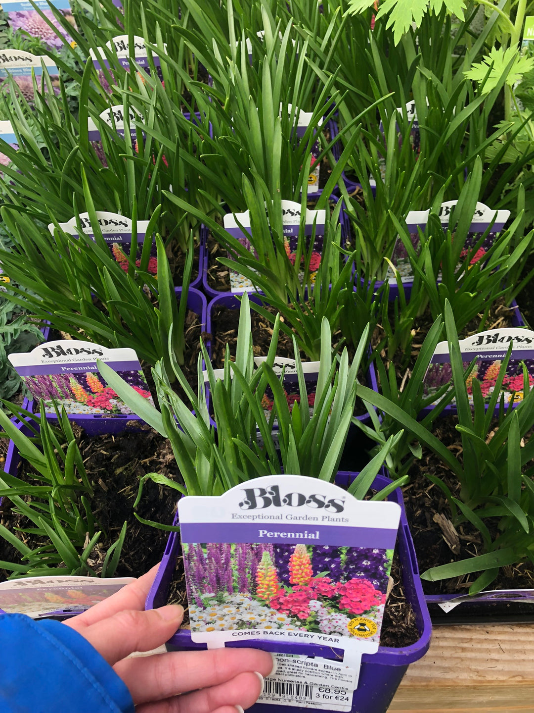 Hyacinthoides non-scripta  Blue