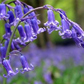 Hyacinthoides non-scripta  Blue