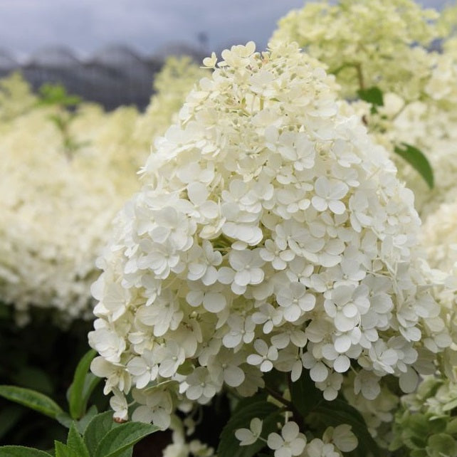 Hydrangea Pan. Bobo - Shrubs - Windyridge Garden Centre
