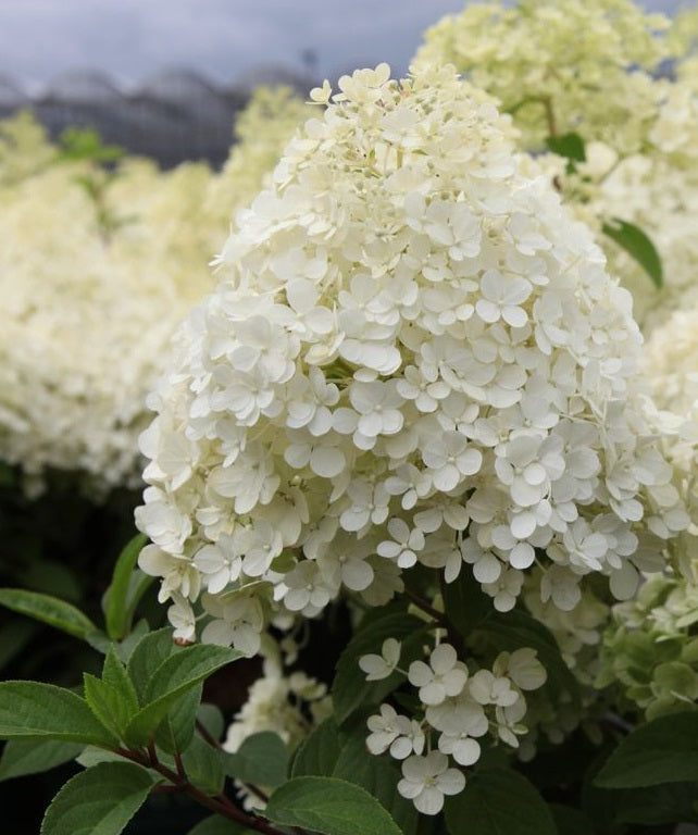 Hydrangea pan. Bobo
