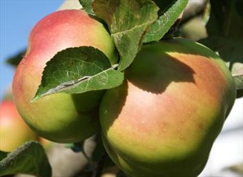 Bramleys seedling