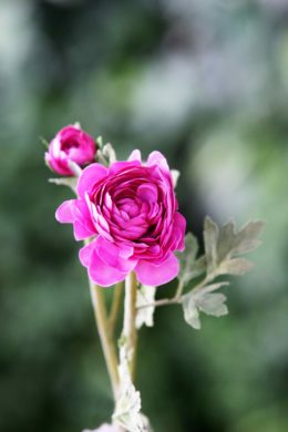 Ranunculus-Bright Pink