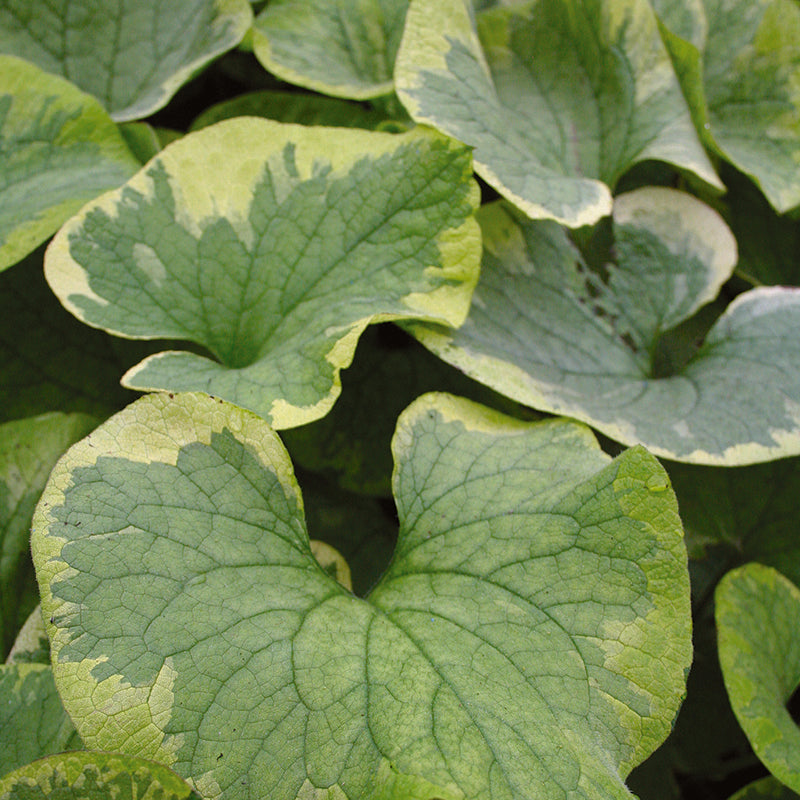 Brunnera Mac. 'Hadspen Cream' - Herbaceous - Windyridge Garden Centre