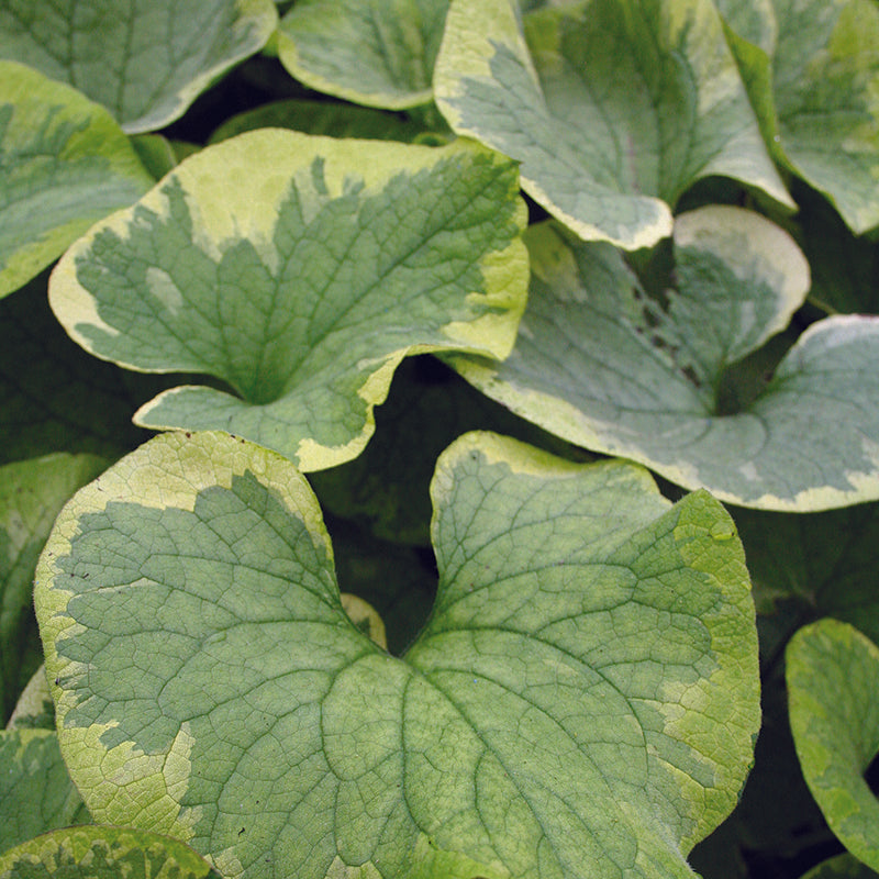 Brunnera mac. Hadspen Cream
