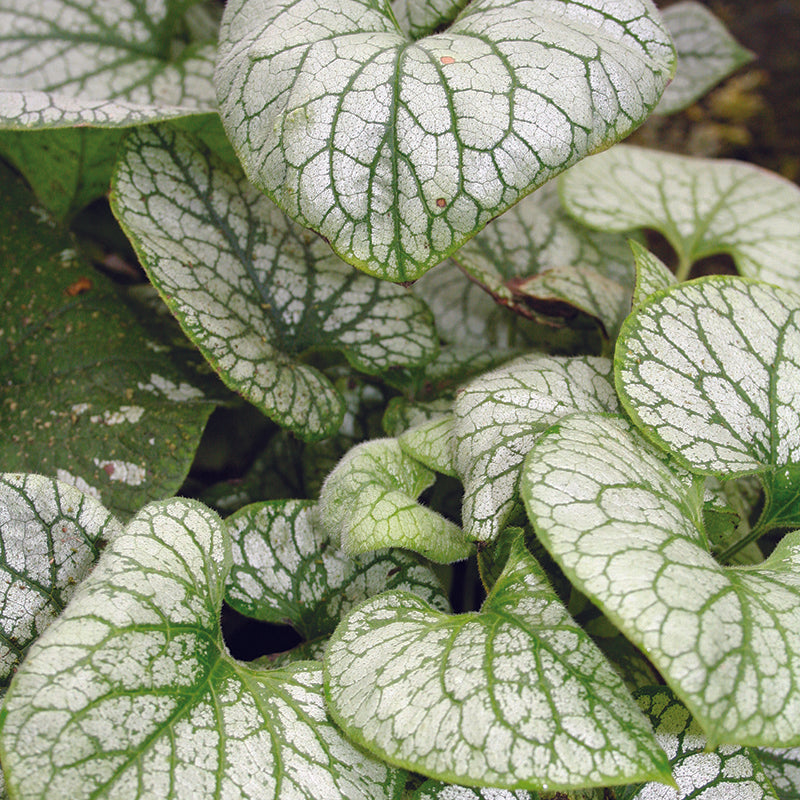 Brunnera macrophylla  Jack Frost