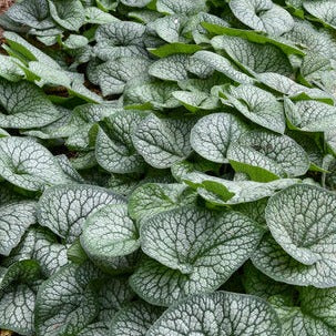BRUNNERA mac. Jack of Diamonds