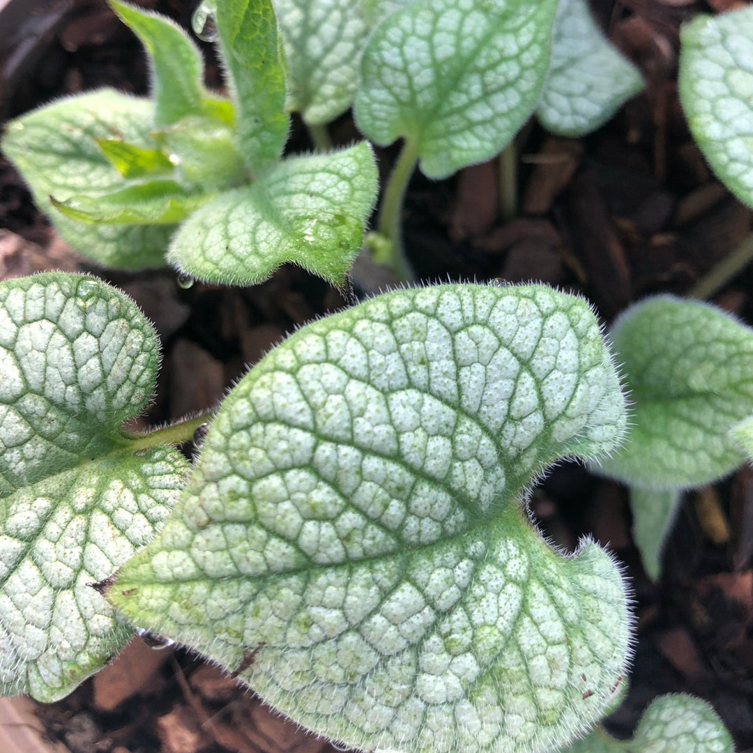 Brunnera macr. Jack Frost  2 Ltr pot